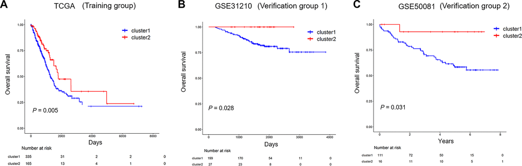 The prognostic of immune-related lncRNA cluster in the training and validation group. (A) Kaplan–Meier survival curves for overall survival in TCGA (training group). (B, C) Kaplan–Meier survival curves for overall survival in GSE31210 and GSE50081 (validation group). TCGA: The Cancer Genome Atlas.