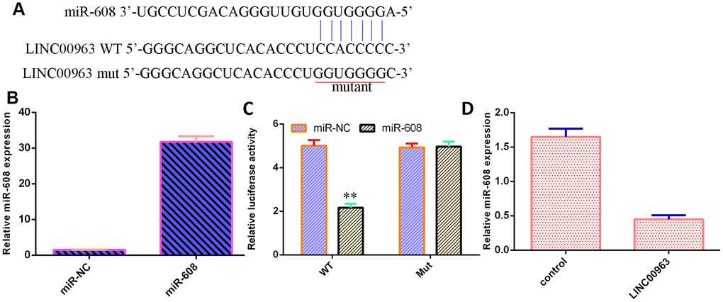 LINC00963 inhibited miR-608 expression in AML cells. (A) An online database (starBase) predicted that miR-608 was a potential target of LINC00963. (B) The level of miR-608 was determined by RT-qPCR. (C) Luciferase reporter assays verified that elevated expression of miR-608 decreased the luciferase value in the LINC00963-wt group but did not change the luciferase value in the LINC00963-mut group. (D) Overexpression of LINC00963 suppressed miR-608 levels in THP-1 cells. **p