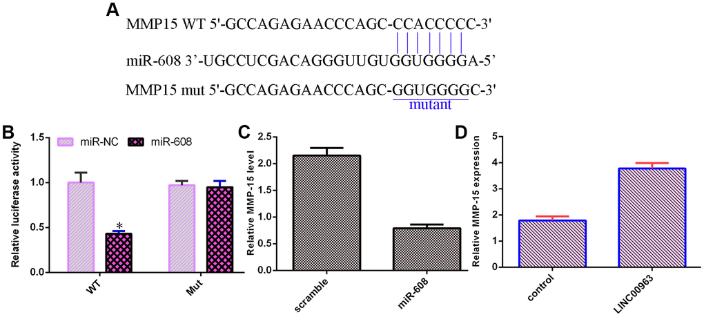 MMP-15 was a target of miR-608. (A) An online database (TargetScan) predicted that MMP-15 was a potential target of miR-608. (B) Luciferase reporter assays verified that elevated expression of miR-608 decreased the luciferase value in the MMP-15-wt group but did not change the luciferase value in the MMP-15-mut group. (C) Overexpression of miR-608 suppressed MMP-15 levels in THP-1 cells. (D) Ectopic expression of LINC00963 upregulated MMP-15 levels in THP-1 cells. *p