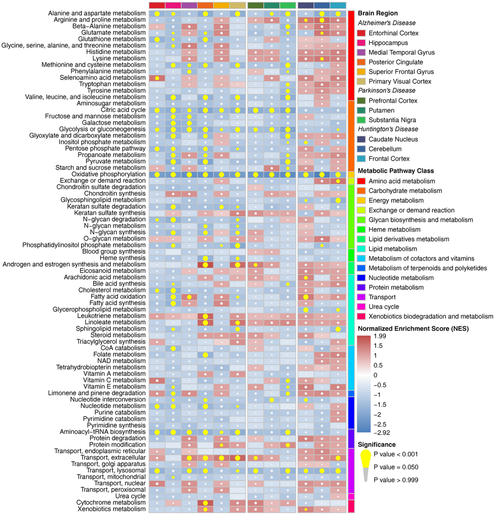 Metabolic pathway enrichment results in three neurodegenerative diseases in the whole cohort. The red box represents the metabolic pathway that is upregulated, and the blue box represents the metabolic pathway that is downregulated. The yellow circle indicates that the metabolic pathway is significantly enriched.