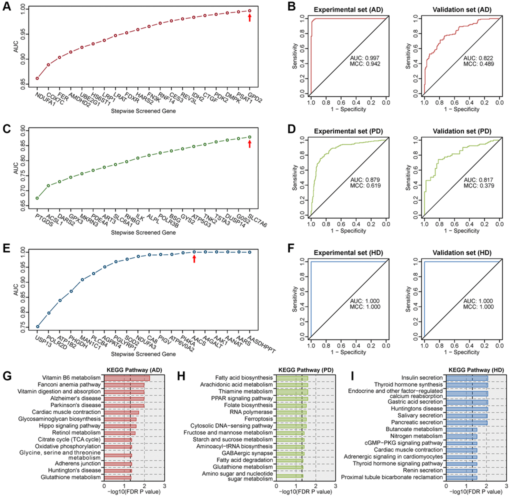 Screening of the optimal multigene diagnostic model for three diseases. (A) Stepwise screened multigene prediction models in AD. (B) Receiver operating characteristic (ROC) curves of the screened optimal diagnostic model in AD. (C) Stepwise screened multigene prediction models in PD. (D) ROC curves of the screened optimal diagnostic model in PD. (E) Stepwise screened multigene prediction models in HD. (F) ROC curves of the screened optimal diagnostic model in HD. For panels A, C and E, from left to right on the x-axis (stepwise screened genes), each additional gene corresponds to a model (for example, in panel A, NDUFA1 represents model 1, which contains one gene, NDUFA1; COX7C represents model 2, which contains two genes including NDUFA1 and COX7C). The red arrow shows the optimal model for each disease. Area under the curve (AUC) and Matthews correlation coefficient (MCC) were shown in the ROC curve. Details of the experimental set and validation set are provided in Supplementary Table 2. (G) Enriched KEGG pathway analysis of genes in the optimal diagnostic model for AD. (H) Enriched KEGG pathway analysis of genes in the optimal diagnostic model for PD. (I) Enriched KEGG pathway analysis of genes in the optimal diagnostic model for HD.