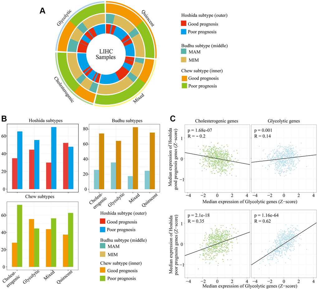 The alignment of LIHC metabolic subgroups with known gene expression subtypes. (A) Overlay of the metabolic gene profiles with LIHC expression subtypes based on the known classifications of Hoshida et al., Budhu et al. and Chew et al. (B) Bar plots of the proportion of LIHC expression subtypes in each metabolic subgroup. (C) Scatter plots depicting the correlations of glycolytic and cholesterogenic gene levels with prognostic gene levels in the Hoshida classification.