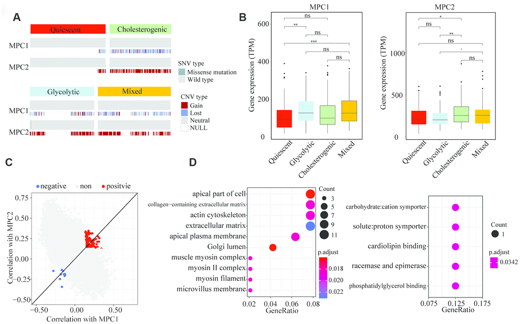 Association of MPC1 and MPC2 expression with LIHC metabolic subgroups and cell signaling pathways. (A) Oncoprint indicating the distribution of MPC1 and MPC2 SNVs and CNVs across the metabolic groups. Only one case was found with an SNV in MPC2. (B) Box plots of significant (p MPC1 and MPC2 levels across the LIHC metabolic subgroups. (C) Scatter plot of the correlations of 25,483 genes with MPC1 (x-axis) and MPC2 (y-axis). In total, 168 genes correlated positively (Spearman correlation BH-adjusted p MPC1 and MPC2, while 14 genes correlated negatively with both MPC1 and MPC2 (adjusted p D) The most significantly enriched (hypergeometric test BH-adjusted p MPC1/2 expression.