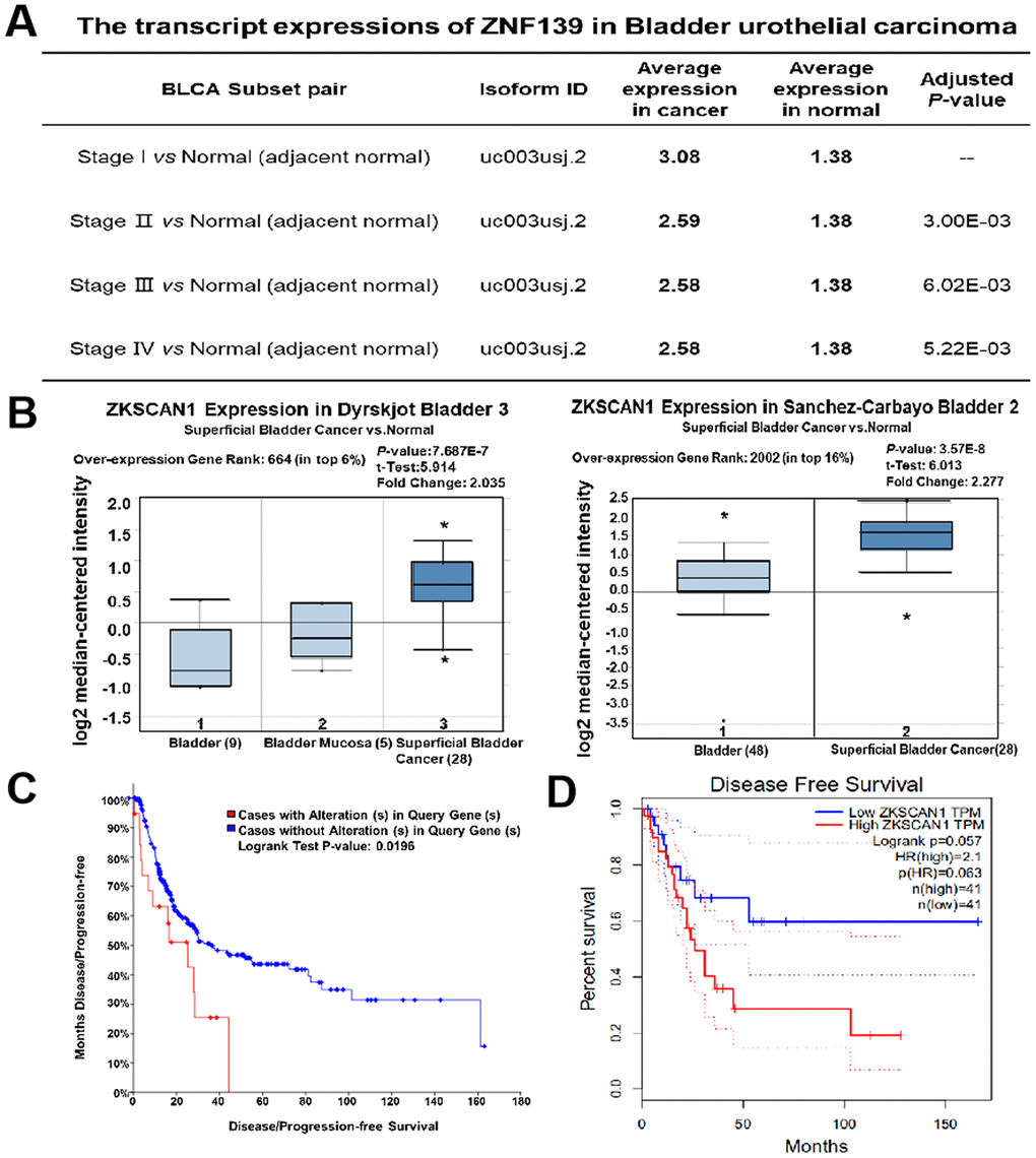 Upregulation of ZNF139 in BC tissues and its correlation with the prognosis of BC patients. (A) The transcript expressions of ZNF139 were significantly higher in bladder urothelial carcinoma at varied stages (Stage I, II, III, IV) than in adjacent normal as analyzed in CRN database (http://syslab4.nchu.edu.tw). (B) Box plots showed expression of ZKSCAN1 (namely ZNF139) at mRNA level in Dyrskjot Bladder 3 (left panel) and Sanchez-Carbayo Bladder 2 (right panel), respectively. The shown indicators include over-expression gene rank, associated P values, statistical analysis and fold change according to Oncomine (http://www.oncomine.org). The association of ZNF139 expression with the disease-free survival was analyzed by (C) cBioPortal database (http://cbioportal.org) and (D) GEPIA database (http://gepia.cancer-pku.cn/). ZNF139, zinc finger with KRAB and SCAN domains 1; BC, bladder cancer; CRN, CancerRNA-Seq Nexus.