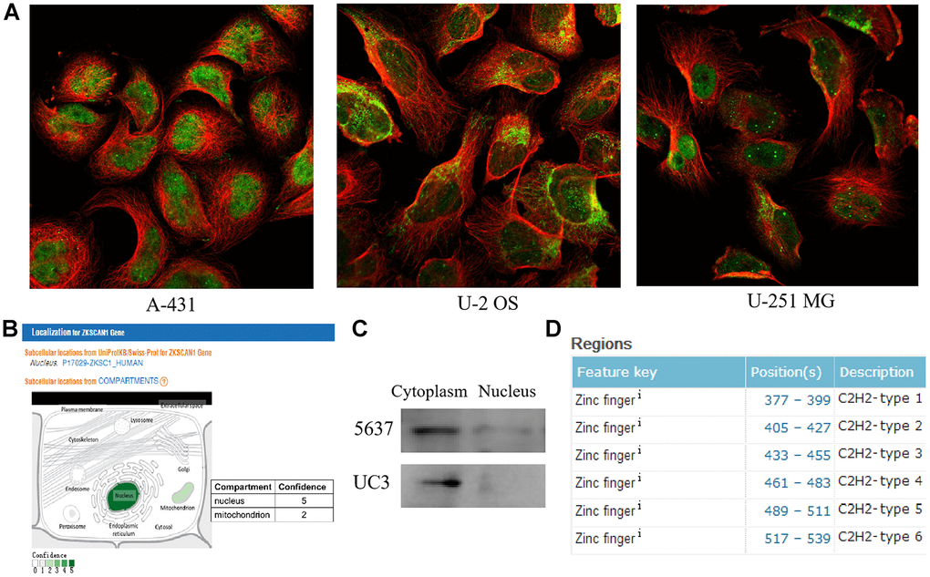 The subcellular localization and structural analyses of ZNF139. (A) The subcellular localization for ZNF139 obtained from Human Protein Atlas database (https://www.proteinatlas.org/), green represents antibody and red represents microtubules. (B) The subcellular localization for ZNF139 obtained from GeneCards database (https://www.genecards.org/). (C) The subcellular localization for ZNF139 in BC cells as analyzed by western blot assays. (D) The structural analysis of ZNF139 based on UniProt database (https://www.uniprot.org/). BC, bladder cancer.