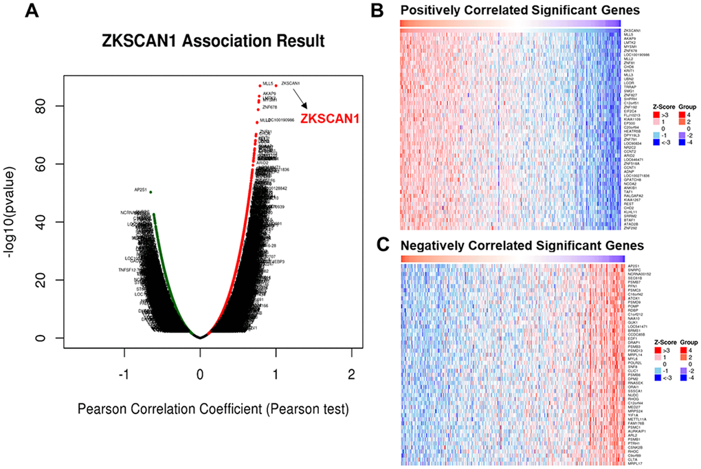 Genes differentially expressed in association with ZNF139 in BC according to LinkedOmics. (A) The correlation between ZKSCAN1 (i.e.ZNF139) and genes differentially expressed in BC (413 samples) was evaluated by Pearson test. (B) Heat maps showed the top-50 significant genes positively and (C) negatively correlated with ZKSCAN1 (i.e.ZNF139) in BC. The red stands for positively correlated genes and the blue stands for negatively correlated genes. ZNF139/ZKSCAN1, zinc finger with KRAB and SCAN domains 1; BC, bladder cancer.