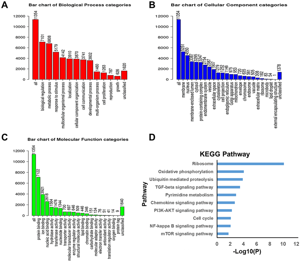 Significantly enriched GO annotations and KEGG pathways of genes differentially expressed in correlation with ZNF139 in BC as analyzed using GSEA. (A) Biological processes. (B) Cellular component. (C) Molecular Function. (D) KEGG pathway analysis. GO, Gene Ontology; KEGG, Kyoto Encyclopedia of Genes and Genomes (KEGG); ZNF139, zinc finger with KRAB and SCAN domains 1; BC, bladder cancer; GSEA, Gene Set Enrichment Analysis.