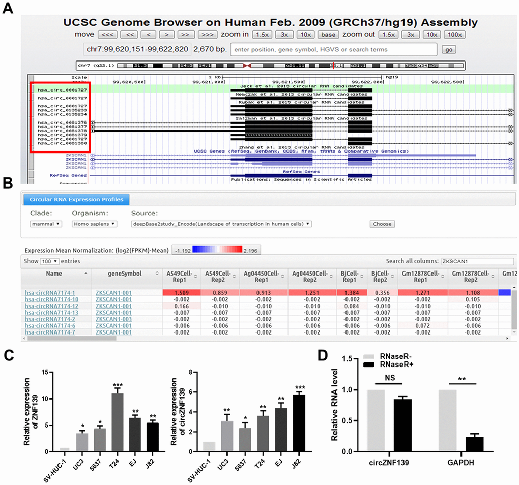 The validation of circZNF139. (A) The circRNA-formed ability of ZNF139 evaluated by UCSC (http://genome.ucsc.edu/index.html) database. (B) Several circRNAs formed by ZNF139 were evidently differentially expressed in various tumor cells according to DeepBase (https://omictools.com/deepbase-tool) database. (C) ZNF139 (left panel) and circZNF139 (right panel) were both evidently upregulated in five BC cell lines (UC3, 5637, T24, EJ and J82) compared to one normal cell line SV-HUC-1 detected by qRT-PCR assay. (D) The RNA level of predicted circRNA and its control gene GAPDH were evaluated with or without RNase R treatment by qRT-PCR assay. The predicted circRNA, circZNF139, was resistant to RNase R treatment. *, PPP