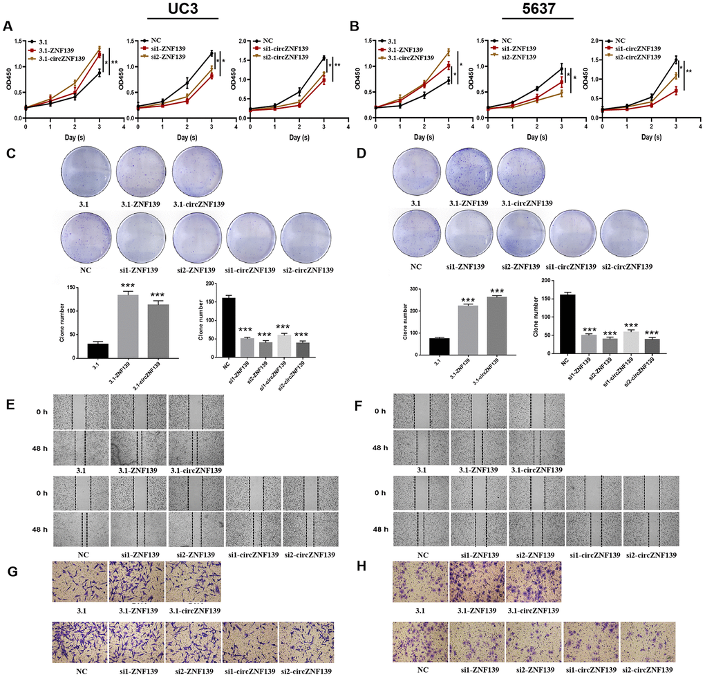 Cell proliferation, clone, migration, and invasion of UC3 and 5637 cells were evaluated after ZNF139/circZNF139 overexpression or knockdown. (A–B) CCK8 assay was employed to assess the proliferation of UC3 and 5637 cells with ZNF139/circZNF139 overexpression or knockdown. (C–D) Crystal violet staining was used to examine the colony formation of UC3 and 5637 cells with ZNF139/circZNF139 overexpression or knockdown. (E–F) Scratch wound healing assay was employed to evaluate the migration of UC3 and 5637 cells with ZNF139/circZNF139 overexpression or knockdown. Images of cell migration at 0 and 48 h transfection are shown at a magnification of 40×. (G–H) Transwell assay was used to analyze the invasion of UC3 and 5637 cells with ZNF139/circZNF139 overexpression or knockdown. Images are representative of the cells invading one field at a magnification of 100×. *, PP