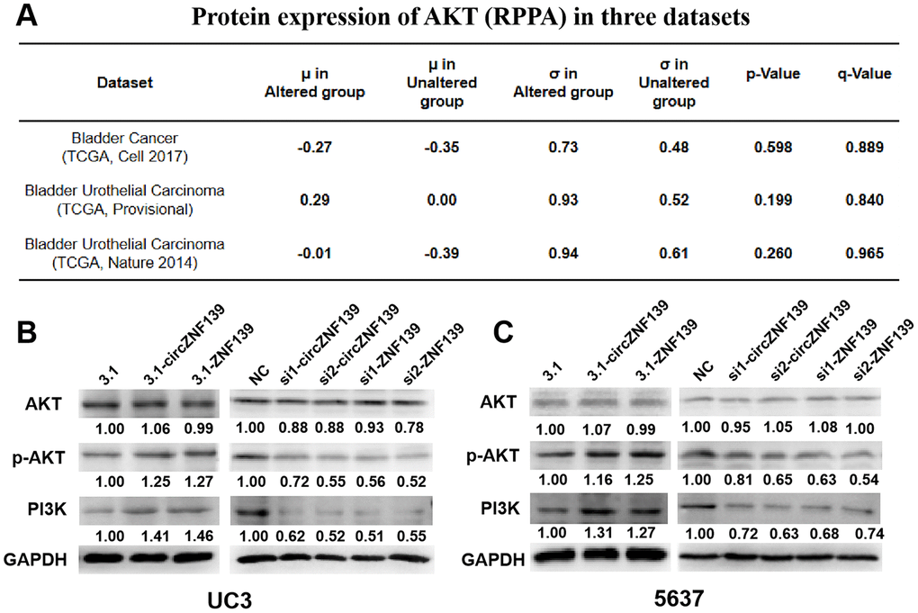 ZNF139 and its circRNA (circZNF139) activates PI3K/AKT signaling pathway in BC cells. (A) The expression of AKT in ZNF139-altered and ZNF139-unaltered groups in three datasets as analyzed in cBioPortal (http://cbioportal.org) database. (B–C) The protein levels of AKT, p-AKT, and PI3K in UC3 and 5637 cells treated with 3.1-ZNF139, si1-ZNF139, si2-ZNF139, 3.1-circZNF139, si1-circZNF139, si2-circZNF139 or matched controls (3.1/NC) were determined by western blot assays, respectively. ZNF139/ZKSCAN1, zinc finger with KRAB and SCAN domains 1; circ, circular; si, small interfering; NC, negative control.