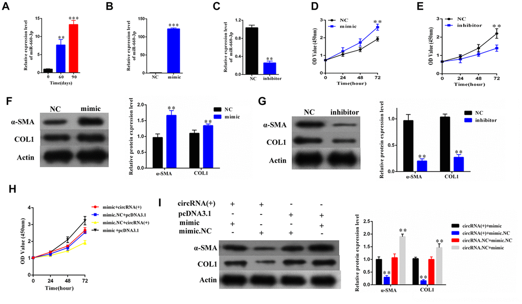 The hsa-miR-660-3p can promote the proliferation and activation of HSCs in vitro, and counteract with the function of hsa