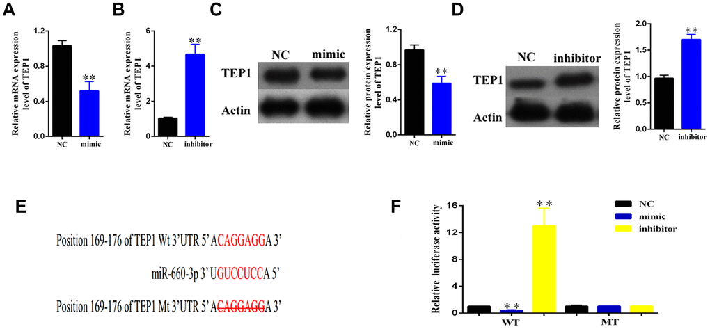 Validation of TEP1 as a bona fide target of hsa-miR-660-3p. (A, B) After transfection with mimic hsa-miR-660-3p (A) and inhibitor (B), the RNA levels of TEP1 were detected by real-time PCR. (C, D) After transfection with mimic hsa-miR-660-3p (C) and inhibitor (D), the expression of TEP1 was detected by western blotting. (E) The sequences between TEP1 3’UTR and hsa-miR-660-3p were compared, and the complementary bases of red color indicate the seed sequence of hsa-miR-660-3p. The mutant TEP1 3’UTR was designed without the seed sequence. (F) The HSCs stably expressing the luciferase construct containing the wild-type (WT) or mutant (MT) TEP1 3’UTR were respectively transfected with hsa-miR-660-3p mimic, inhibitor and the negative control, and then the luciferase activity were examined.