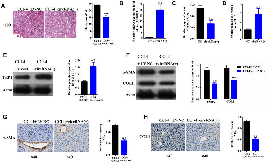 Overexpression of hsa