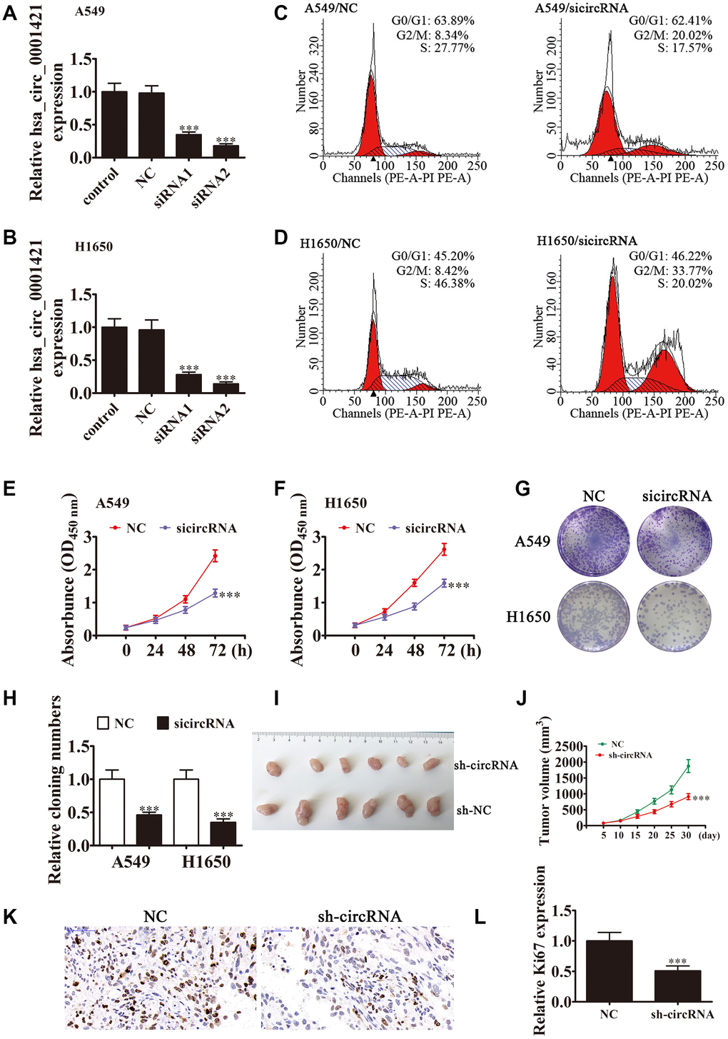 Downregulation of circ-SEC31A suppressed NSCLC proliferation both in vitro and in vivo. (A and B) RT-qPCR detection showing the expression of circ-SEC31A in both A649 (A) and H1650 (B) cells after transfection with siRNA against circ-SEC31A (si-circRNA) or negative control (NC). Data are presented as mean ± SD; ***PC and D) Flow cytometry detection showing the percentages of cells in G1, S, or G2 phase in both A549 (C) and H1650 (D) cells. (E and F) CCK8 assays were used to evaluate cell proliferation. Data are presented as mean ± SD; ***PG and H) Colony formation assay showing proliferation in both A549 and H1650 cells. Data are presented as mean ± SD; ***PI and J) Xenograft tumor studies. A549 cells transfected with NC or sh-circRNA were subcutaneously injected into nude mice, and tumor growth curves were plotted. Data are presented as mean ± SD; **PK) Immunohistochemistry showing the percentage of Ki-67-positive cells. (L) The relative levels Ki-67-positive cells were calculated. Data are presented as mean ± SD; ***P