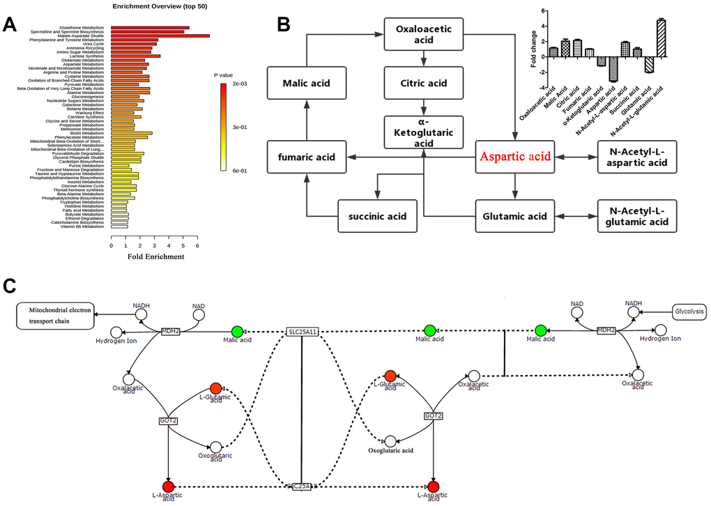 Pathway analysis of the differentially-expressed proteins. (A) Pathway analysis of significantly altered metabolites in A549 cells compared with baseline. (B and C) Compound reaction networks of the metabolites and genes were visualized using Metscape: genes (circles), metabolic enzymes (squares) are presented as nodes, and relationships are presented as edges. Input genes are shown in blue, input metabolites are shown in red. The metabolite-gene association network was primarily related to malate-aspartate metabolism.