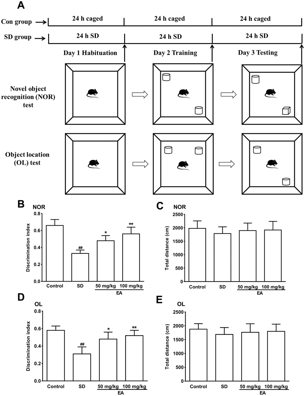 The novel object recognition (NOR) and object location test (OL) test performances were shown in A–C. (A) Schematic of the NOR and OL tests. (B) Discrimination index toward a novel object and (C) total distance travelled (during 10 min test) were summarized. (D) The discrimination index toward a novel location and (E) total distance traveled (during the 10-minute test) were summarized. Data values were expressed as the mean ± SEM (n=12), ##P *P **P 