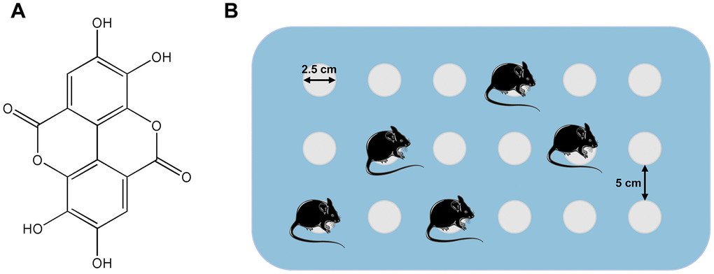 (A) Structure of ellagic acids (PubChem CID: 5281855). (B) Simple illustration of the modified multiple-platform method used for SD mice.