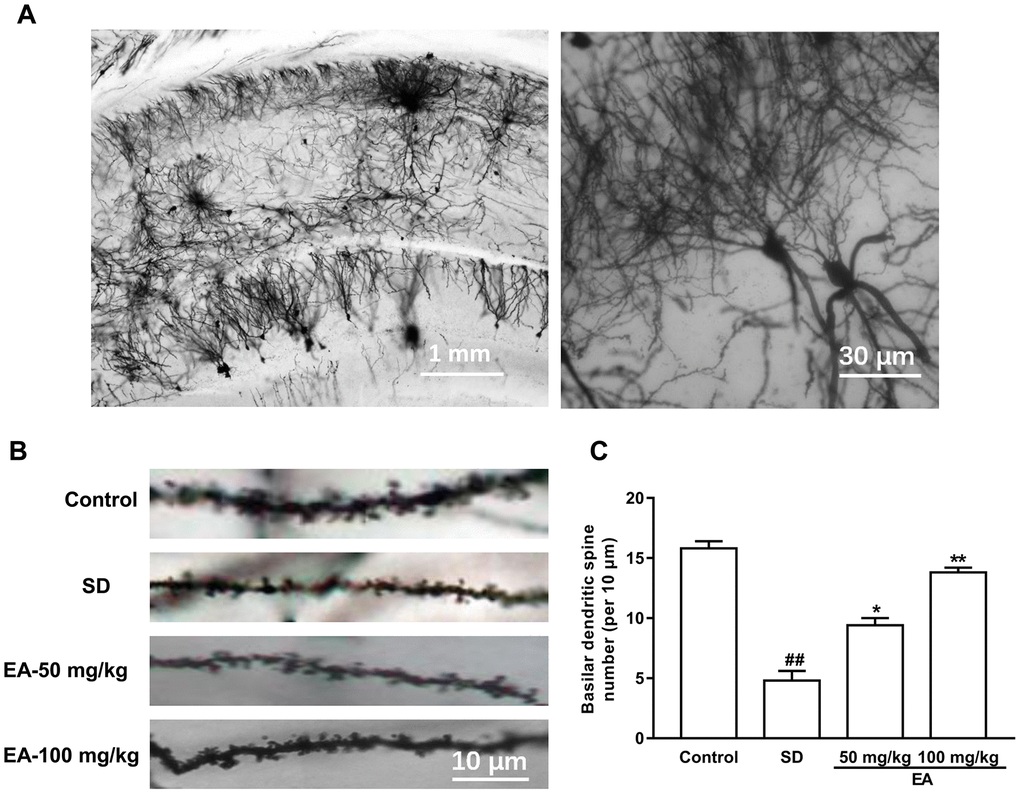 EA treatment reversed the spine density in the hippocampus area. (A) Golgi-Cox staining of CA1 pyramidal neurons for spine counting. (B) Representative images of basilar dendrites and (C) summary of spine counts from basilar dendrites. Data values were expressed as the mean ± SEM (n=3), ##P *P **P 
