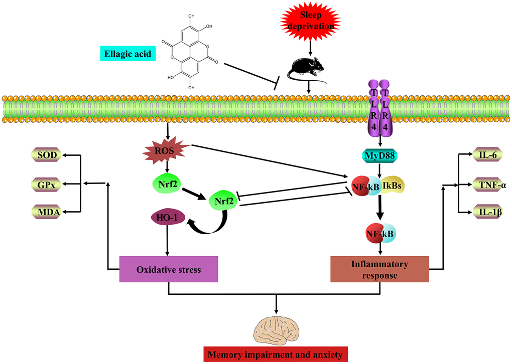 EA ameliorates sleep deprivation-induced memory impairment and anxiety via crosstalk between the Nrf2 and TLR4 pathways.