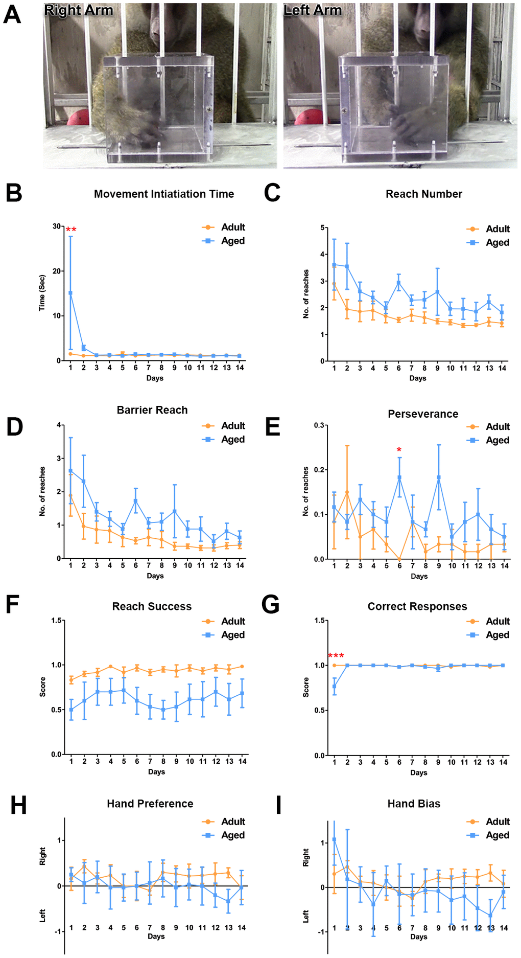 Differences in motor function between adult and aged baboons on the object retrieval task with barrier detour. (A) Representative images of the baboon performing the object retrieval task. The baboons had to learn to by-pass the transparent barrier and reach for the reward through the open side of the box. (B) On day 1, aged baboons took significantly longer to initiate a response after the screen was raised compared to adult baboons (Two-way ANOVA, ** pC). Reach number. (D) Barrier reach. (E) Perseverance (except day 6) and (F) Success. (G) Aged baboons committed significantly more errors on day 1 of the task compared to adult baboons (Two-way ANOVA, *** pH) or hand bias (I) was observed.