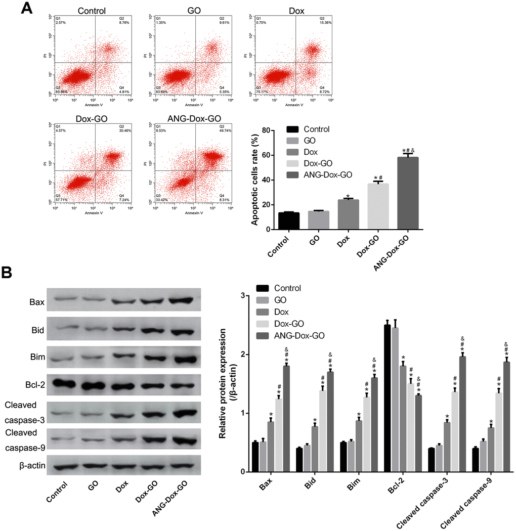 Angiopep-2 polypeptide-modified and doxorubicin-loaded graphene oxide (ANG-Dox-GO) induces cell apoptosis in U87 MG cells. (A) Cell apoptosis rate of U87 MG cells treated with PBS (control), GO, Dox (30 μg/mL), Dox-GO (containing 30 μg/mL of Dox), and ANG-Dox-GO (containing 30 μg/mL of Dox), respectively, for 24 h by flow cytometry analysis. (B) The expression of apoptosis-related proteins, including Bax, Bid, Bim, cleaved caspase-3, and cleaved caspase-9, in U87 MG cells treated with PBS (control), GO, Dox (30 μg/mL), Dox-GO (containing 30 μg/mL of Dox), and ANG-Dox-GO (containing 30 μg/mL of Dox), respectively, for 24 h by western blotting. *P 