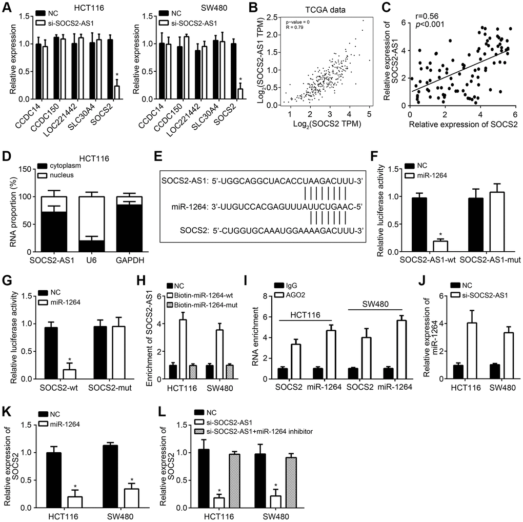 SOCS2-AS1 promoted SOCS2 expression through sponging miR-1264. (A) qRT-PCR analysis for indicated genes. (B) Expression correlation between SOCS2-AS1 and SOCS2 in CRC tissues according to TCGA data. GEPIA tool (http://gepia.cancer-pku.cn/detail.php) was used to analyze TCGA data. (C) qRT-PCR was used to expression correlation between SOCS2-AS1 and SOCS2 in CRC tissues. (D) Subcellular location of SOCS2-AS1 was determined by qRT-PCR. (E) Predicted binding sites among SOCS2-AS1, miR-1264 and SOCS2 through miRDB tool (http://mirdb.org/). (F, G) Luciferase reporter assays were carried out to validate the interactions among SOCS2-AS1, miR-1264 and SOCS2. (H) RNA pulldown assay was conducted to confirm the interaction between SOCS2-AS1 and miR-1264. (I) RIP assay was used to confirm the interaction between SOCS2 and miR-1264. (J) SOCS2-AS1 knockdown promoted miR-1264 level. (K) miR-1264 mimics inhibited SOCS2 expression. (L) SOCS2-AS1 knockdown inhibited SOCS2 expression through miR-1264. *P