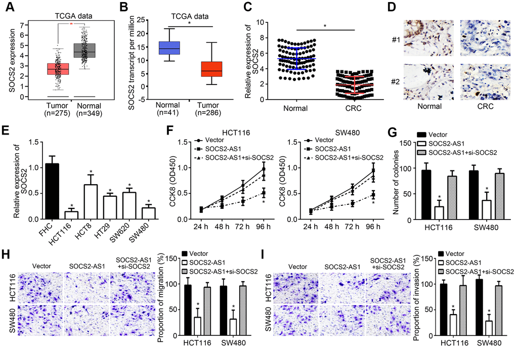 SOCS2-AS1 suppressed CRC progression through promoting SOCS2 expression. (A) Expression of SOCS2 in TCGA data through GEPIA tool (http://gepia.cancer-pku.cn/detail.php). (B) Expression of SOCS2 in TCGA data through UALCAN tool (http://ualcan.path.uab.edu/analysis.html). (C) qRT-PCR analysis of SOCS2 expression in CRC tissues and normal tissues. (D) IHC analysis for SOCS2 expression in CRC tissues and paired normal tissues. (E) Expression levels of SOCS2 were determined in CRC cell lines by qRT-PCR. (F, G) CCK8 and colony formation assays were utilized to estimate cell proliferation. (H, I) Transwell assay was conducted to test cell migration and invasion. *P