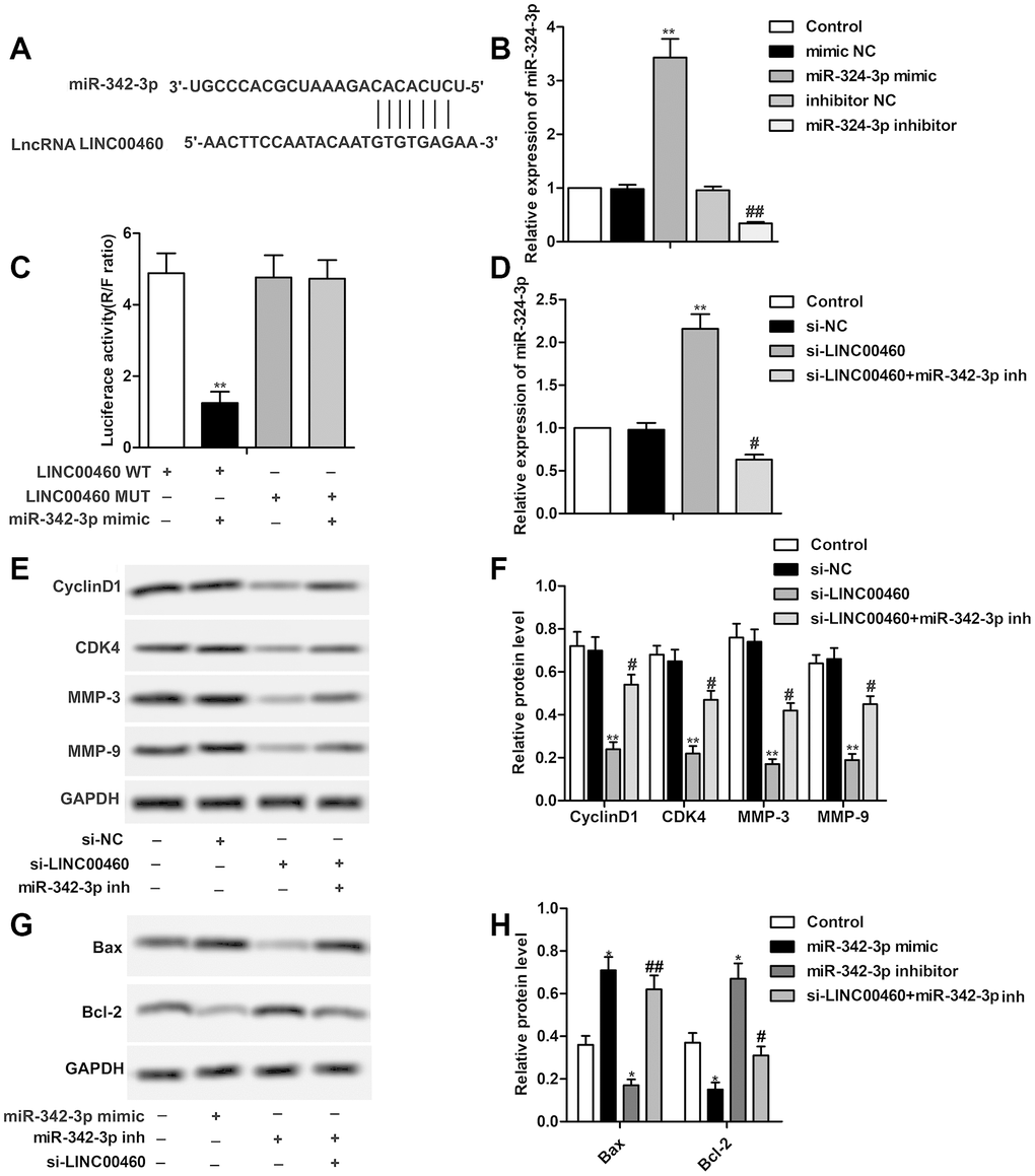 LINC00460 interacts with miR-342-3p in HCC cells. (A) Bioinformatics prediction showed the complementary sequence between LINC00460 and miR-342-3p. (B) Relative expression of miR-342-3p in HuH7 cells was detected through qRT-PCR. (C) Luciferase reporter assay was conducted to verify the targeting relationship between LINC00460 and miR-342-3p. (D) Relative expression of miR-342-3p in HuH7 cells was detected through qRT-PCR. (E, F) Western blot showed the expression of CyclinD1, CDK4, MMP-3 and MMP-9 in SNU423 cells. Data statistics was also shown. (G, H) Western blot showed the expression of Bax and Bcl-2 in SNU423 cells. Data statistics was also shown. *P **P #P ##P 