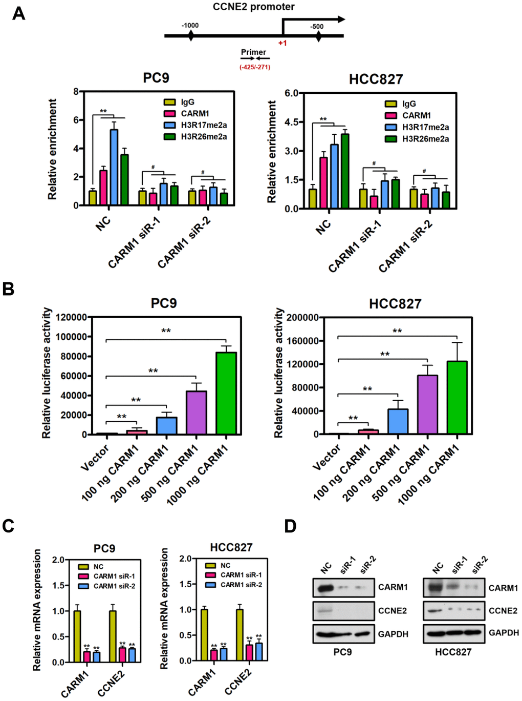 CARM1 is a positive regulator of CCNE2 gene in NSCLC cells. (A) ChIP analysis of human CCNE2 promoter by antibodies against CARM1, H3R17me2a, H3R26me2a or IgG in NC or CARM1-silenced PC9 and HCC827 cells. Relative enrichment of CARM1, H3R17me2a and H3R26me2a marks on the promoter regions was analyzed by real-time PCR assays. The data were presented as means ± SDs of three independent experiments; **P #P > 0.05. (B) The luciferase activity of CCNE2 promoter reporter was significantly increased when CARM1 (100 ng, 200 ng, 500 ng and 1000 ng) was transfected into PC9 and HCC827 cells. The CCNE2 promoter reporter luciferase activity was normalized to beta-galactosidase activity. The data were shown as means ± SDs of three independent experiments; **P C) The mRNA levels of CCNE2 was downregulated in CARM1-depleted PC9 and HCC827 cells by Real-time PCR assays. β-actin was used as an internal control. The data were presented as means ± SDs of three independent experiments; **P D) The protein levels of CCNE2 was downregulated in CARM1-depleted PC9 and HCC827 cells by Western blot. GAPDH was used as loading control.