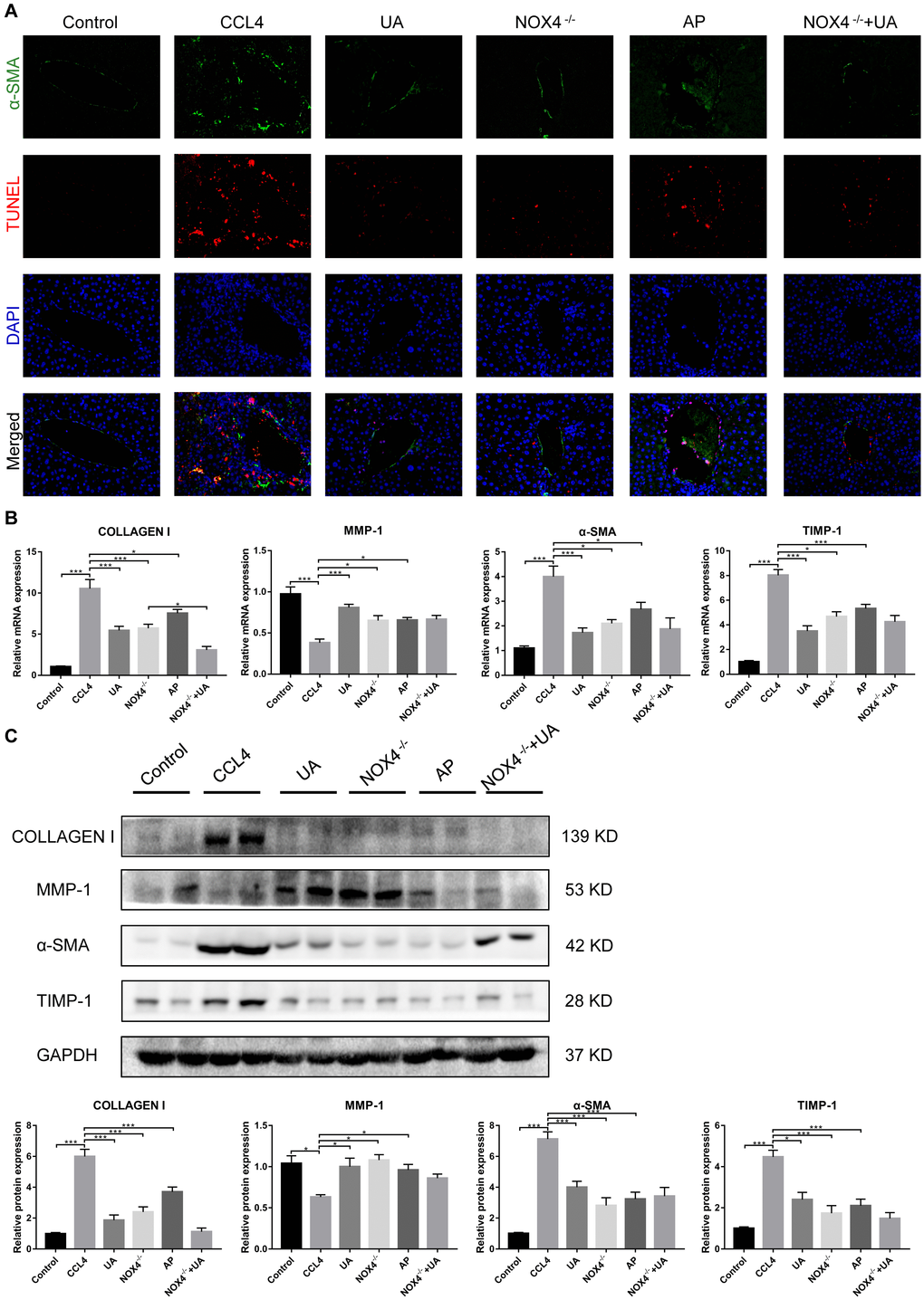 The effect of UA on CCl4-induced liver fibrosis-related indicators is related to NOX4. (A) Dual immunofluorescence staining of liver sections from mice in the control, CCl4 and UA groups for nuclei (DAPI, blue), aHSCs (α-SMA, green), and apoptosis (TUNEL, red), and the merged images are shown. (B) Hepatic mRNA levels of collagen I, MMP-1, α-SMA, and TIMP-1 were measured by qRT-PCR. (C) Collagen I, MMP-1, α-SMA, and TIMP-1 protein expression was detected by a western blot. Data represent the mean ± SD of each group. *P 