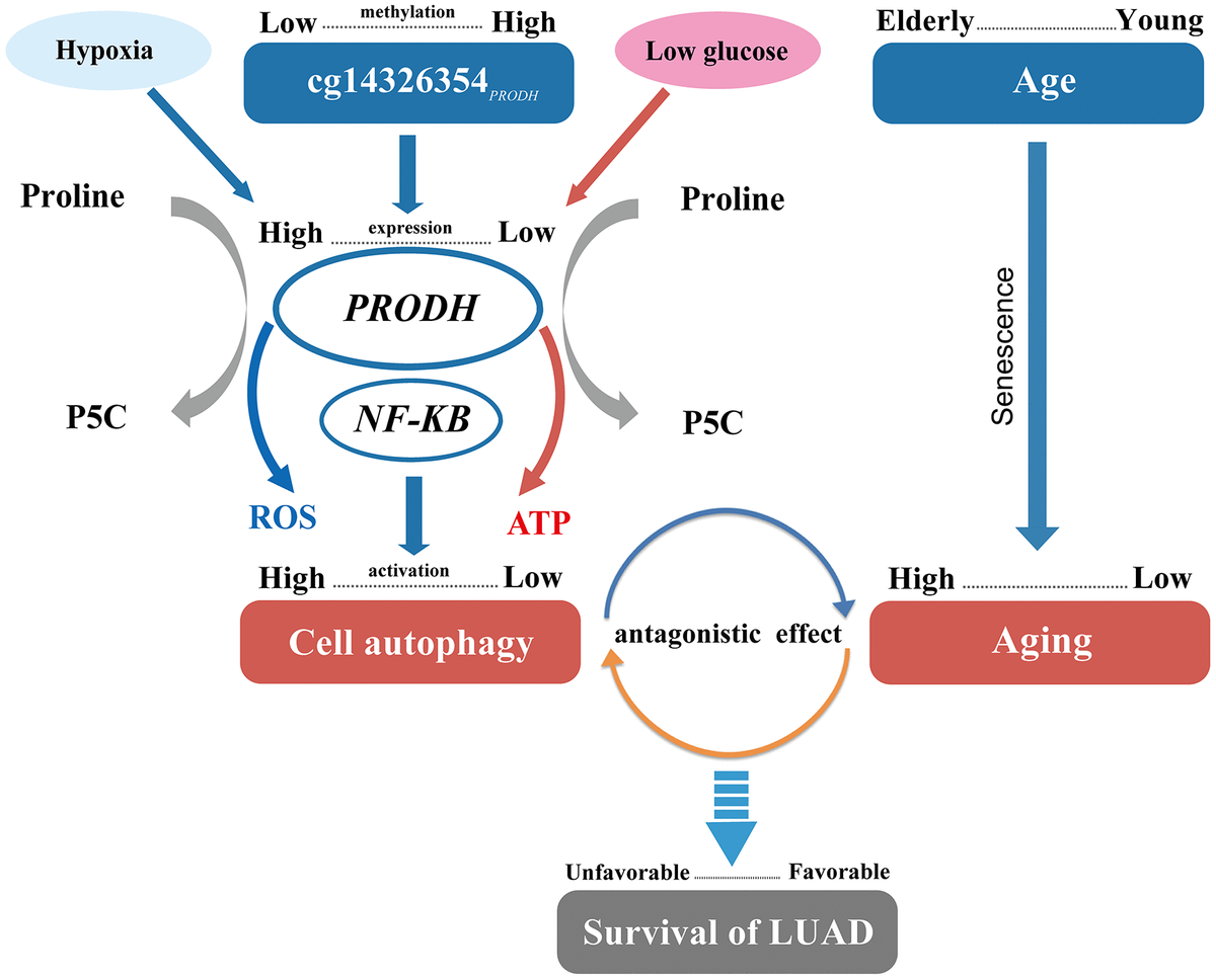 Epigenomewide geneage interaction analysis reveals reversed effects