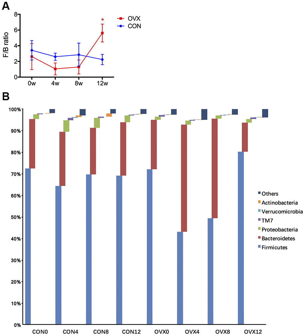 Gut microbiota taxonomic composition in the CON and the OVX groups. Firmicutes/Bacteroidetes ratio (F/B ratio) at different weeks following surgery (A). Annotation of phylum level for the six most abundant species of both groups (B).