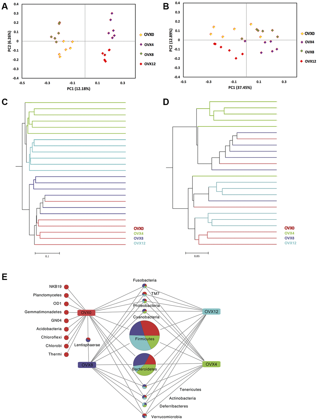 Beta diversity assessment and ecological difference analyses after ovariectomy. Principal coordinate analysis of 16S sequences using unweighted (A) and weighted (B) UniFrac showed distinct separation at different weeks following ovariectomy. Unweighted (C) and weighted (D) UniFrac hierarchical clustering trees also showed different GM composition. The common and characteristic phylum was obtained at OTU=0.03 (E).