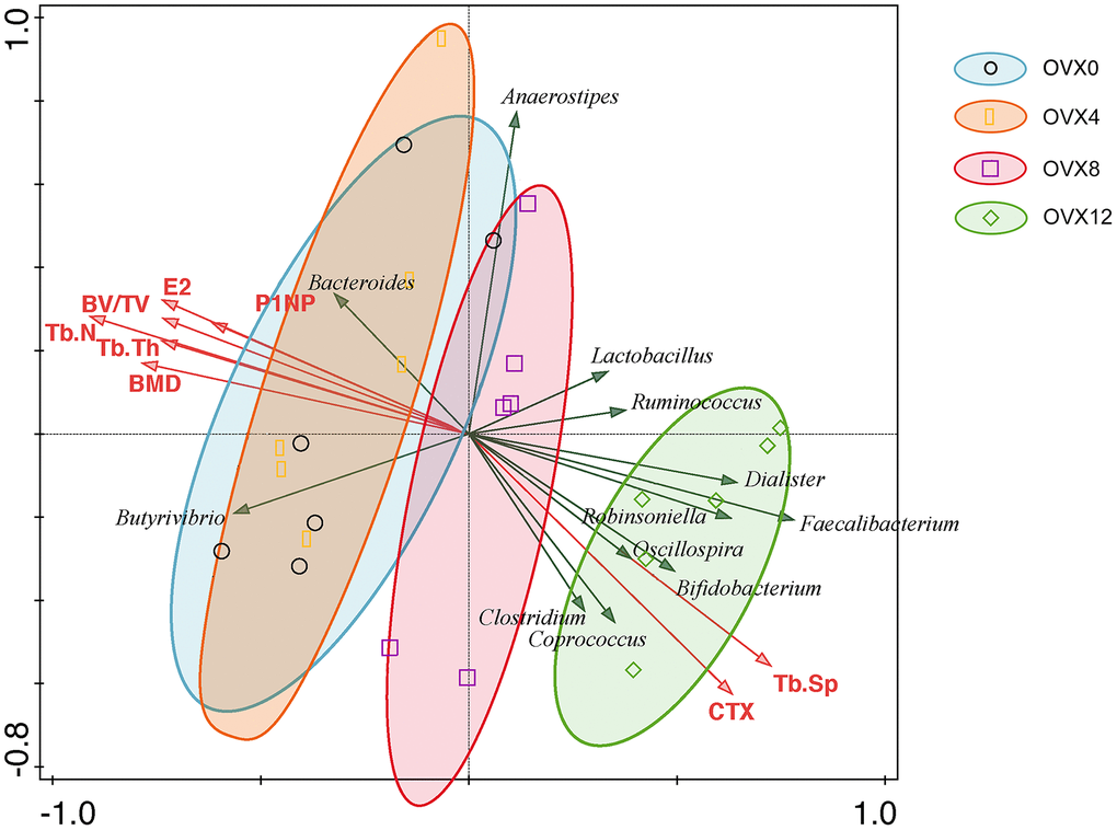 RDA was performed to correlate bone mass with bone turnover markers with gut microbiota in ovariectomized rats. The green arrows represent gut microbiota at the genus level and the red arrows represent biochemical indexes. The acute angle of arrows indicates the positive correlation between variables, and obtuse angles indicate negative correlations.