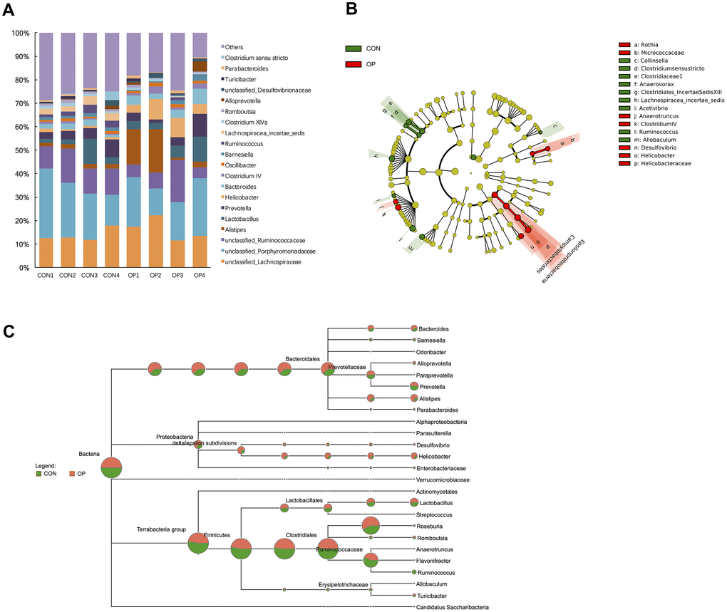 Differences of taxonomy in genus level between samples of the control group and senile osteoporosis group. Annotation of phylum level for the most twenty abundant species determined by identified 16S rRNA sequences (A). Cladogram of biomarkers for the control group and osteoporosis group (B). Map of the differences to taxonomic trees in genus level (C).