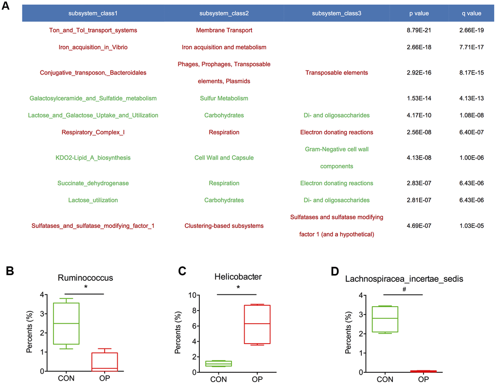 Abundance of functional genes was calculated with significant differences (A). The relative proportions of Ruminococcus, Helicobacter and Lachnospiracea