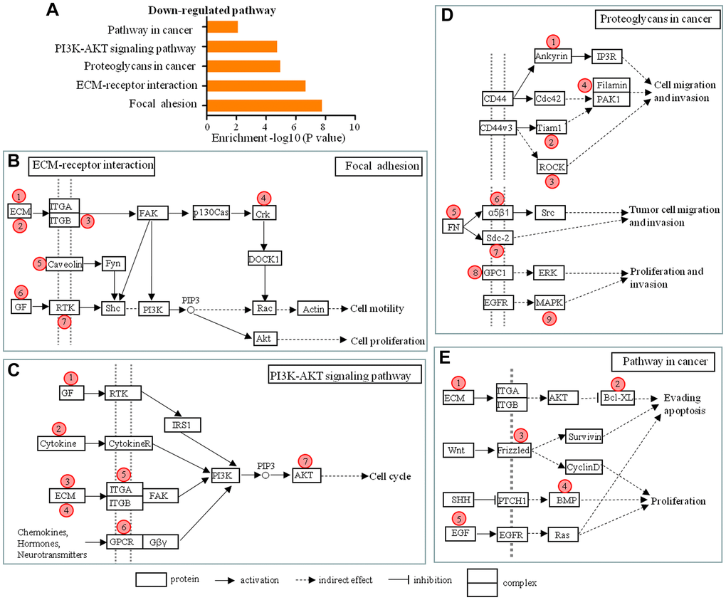 Schematic overviews of possible signaling pathways in which the 55 lncRNAs in the lncRNA-mRNA co-expression network participated. (A) The pathway analysis applied for 28 mRNAs that were aberrantly expressed in different degree of dural penetration of chordoma and co-expressed with 55 lncRNAs showed 5 down-regulated pathways (P B–E) Schematic overviews of the signaling pathways in which the 55 lncRNAs in the lncRNA-mRNA co-expression network probably participated. Red circles represent the location of 28 mRNAs predicted from co-expression network. Detailed descriptions of the lncRNAs and mRNAs are presented in Tables 1–4.