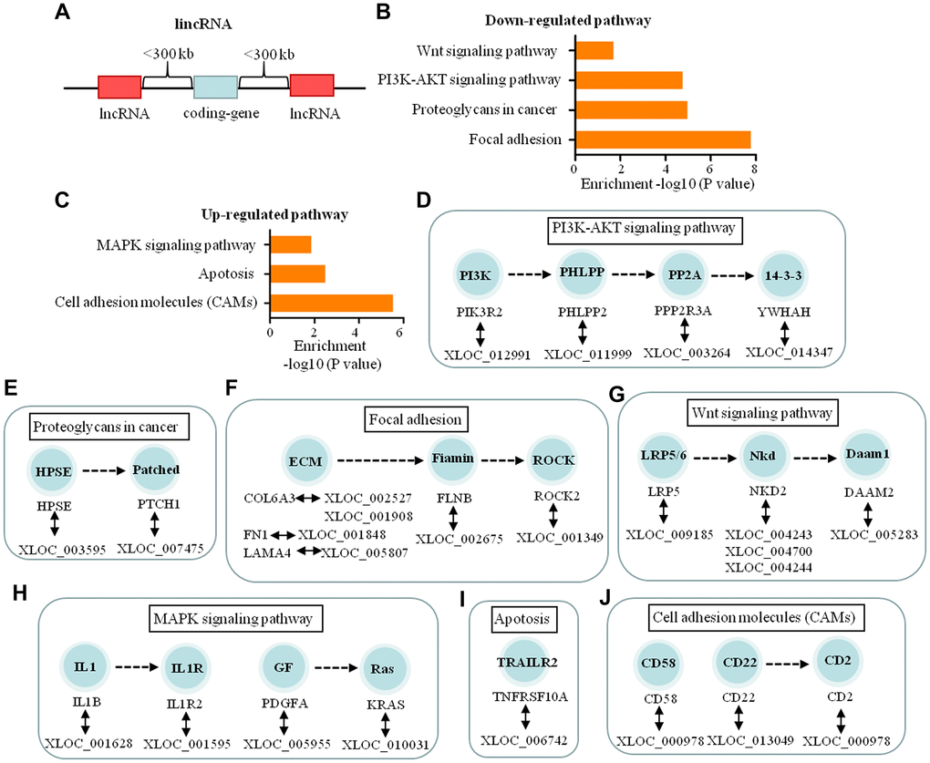 Functional predictions of the lincRNAs based on pathway analysis of their adjacent coding-genes within 300 kb in the genome. (A) Schematic representation of lincRNA. (B, C) The pathway analysis applied for 22 mRNAs that were adjacent with 24 lincRNAs and showed the 4 down-regulated and 3 up-regulated pathways related to dural penetration of chordoma (P D–G) The 17 lincRNAs and their adjacent coding genes are in the down-regulated pathways. (H–J) The 7 lincRNAs and their adjacent coding genes are in the up-regulated pathways.