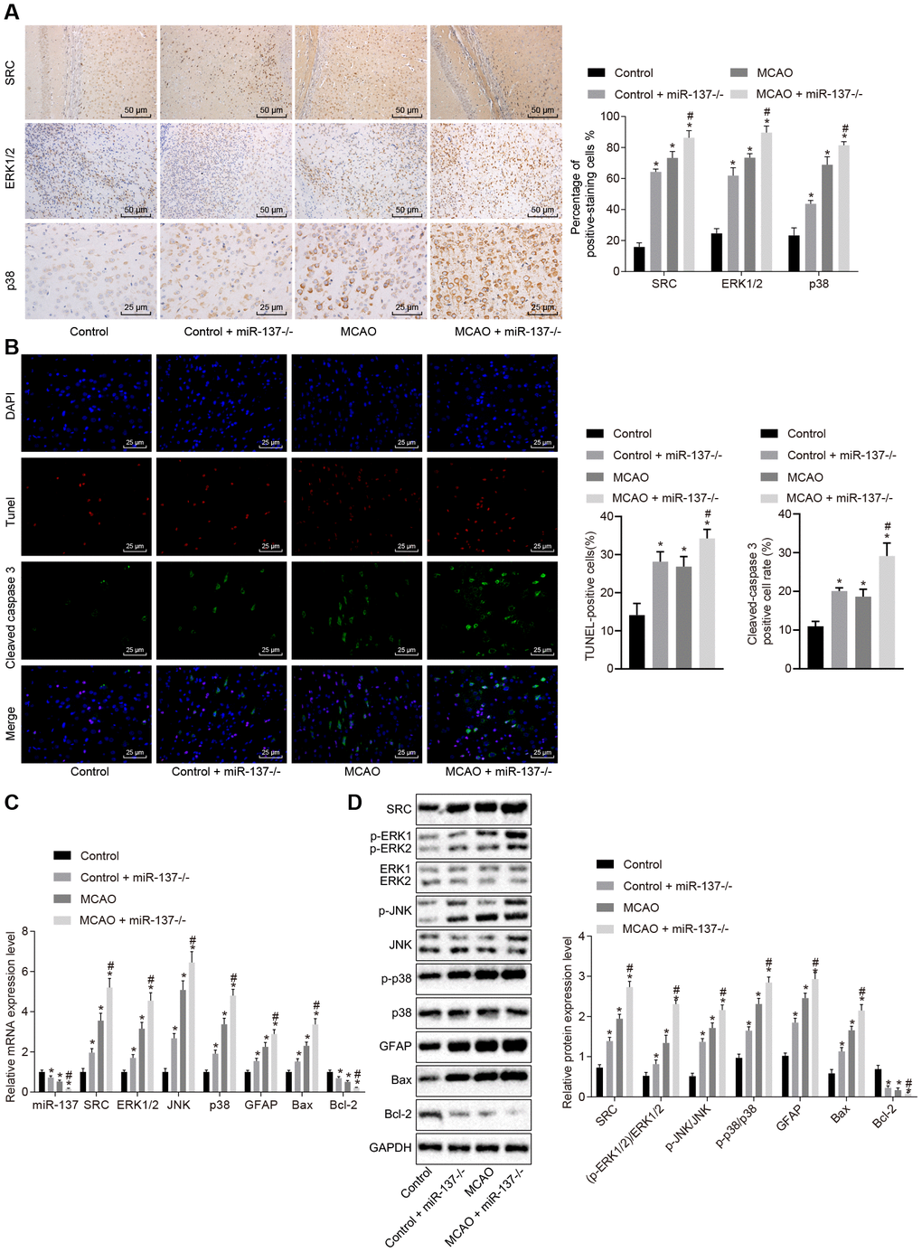 Downregulated miR-137 activates the MAPK signaling pathway and increases cell apoptosis by increasing Src expression. (A) ERK1/2, p38 and Src in the brain tissues of miR-137-/- mice by immunohistochemistry (× 200); (B) immunofluorescence images of cleaved caspase 3, TUNEL staining, and DAPI staining in brain tissues from miR-137-/- mice (× 400); (C) mRNA levels of Erk2, Jnk, p38, Gfap, Bax and Bcl-2 in brain tissues from miR-137-/- mice detected using RT-qPCR; (D) protein levels of GFAP, Bax and Bcl-2 along with the extent of ERK1/2, JNK and p38 phosphorylation in brain tissues from miR-137-/- mice detected using Western blot analysis. Measurement data are expressed as mean ± standard deviation and compared using one-way ANOVA, followed by Tukey's post hoc test. * p vs. control group (sham-operated wild-type mice); # p vs. MCAO group (wild-type mouse models of MCAO). N = 15.
