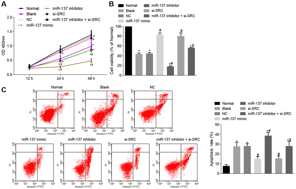 Up-regulation of miR-137 or inhibition of Src suppresses apoptosis of neuron cells. (A) neuronal cell viability after treatment with miR-137 mimic or si-Src measured using CCK-8; (B) neuronal cell activity after treatment with miR-137 mimic or si-Src measured using MTS assay; (C) apoptosis rate of neuron cells treated with miR-137 mimic or si-Src measured using Annexin V-FITC/PI double staining. Measurement data are expressed as mean ± standard deviation. Data among multiple groups are compared using one-way ANOVA, followed by Tukey's post hoc test and those among multiple groups at different time points were compared using two-way ANOVA, followed by Bonferroni's post hoc test. * p vs. normal astrocytes; # p vs. OGD-induced astrocytes treated with negative controls; & p vs. astrocytes treated with miR-137 inhibitor. The experiment was repeated 3 times independently.