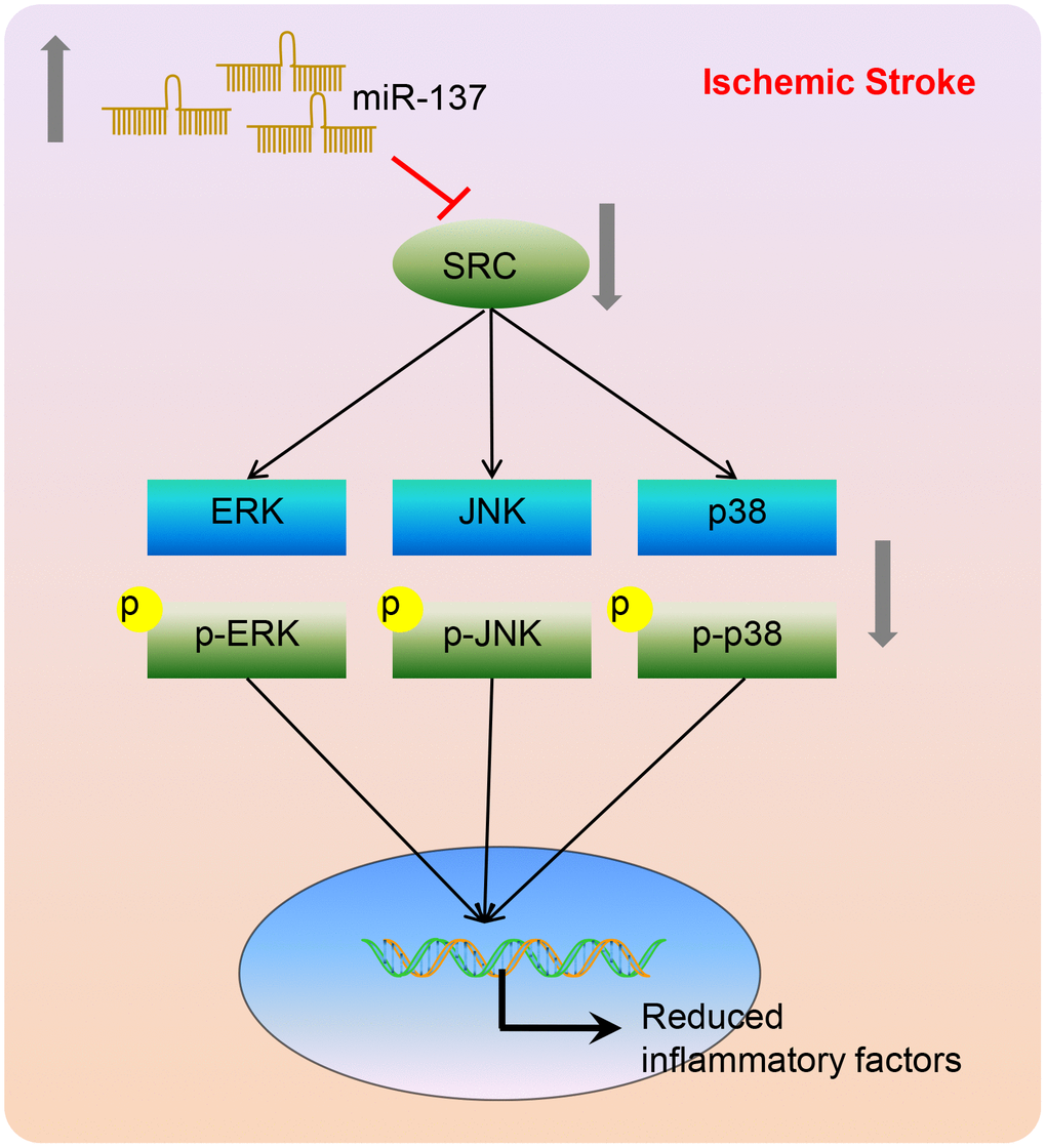 A model depicting the mechanism by which miR-137, Src, and MAPK signaling interact to regulate the response to ischemic stroke. miR-137 targets the Src gene resulting in the inactivation of the MAPK signaling pathway and reducing the inflammatory response and oxidative stress, thus alleviating ischemic stroke.