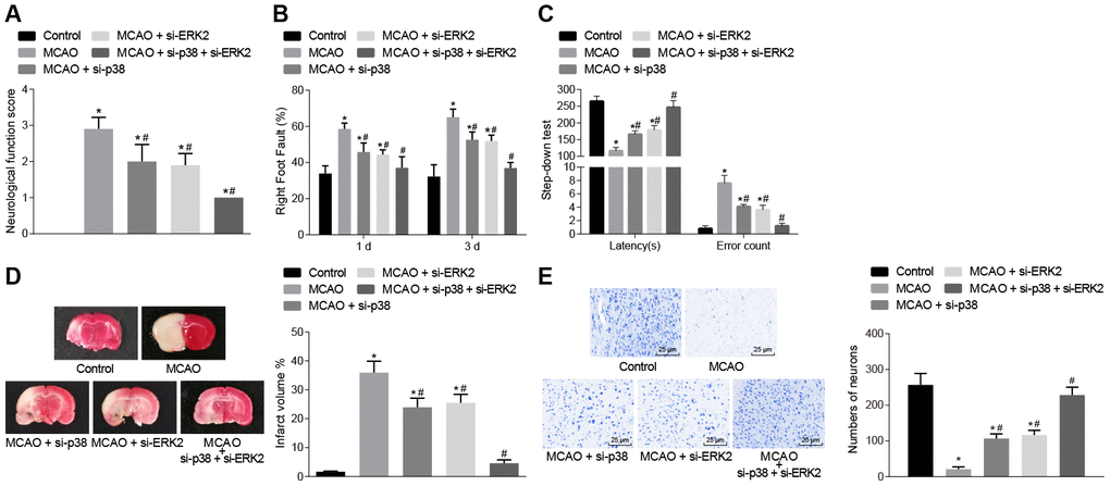 Inhibition of p38 or Erk2 ameliorates cerebral infarction and improves neuronal function, learning, and memory abilities in MCAO mice. (A) neurological function scores in mice in each group; (B) rate of left limb fault step of mice after treatment with si-p38, si-Erk2 or in combination; (C) latency period and number of errors of mice treated with si-p38, si-Erk2 or in combination; (D) changes in the volume of infarct in mice treated with si-p38, si-Erk2 or in combination using TTC staining; (E) changes in the number of neurons from mice treated with si-p38, si-Erk2 or in combination using Nissl staining (× 400). Measurement data are expressed as mean ± standard deviation and compared by one-way ANOVA, followed by Tukey's post hoc test; * p vs. control group (sham-operated wild-type mice); # p vs. MCAO group (wild-type mouse models of MCAO). N = 15.