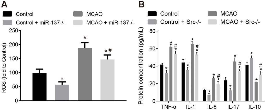 Knockout of Src gene restricts oxidative stress and the expression of inflammatory markers in the brains of MCAO mice. (A) ROS content in the brain tissues of Src-/- mice was measured using a DCFH-DA fluorescent probe; (B) TNF-α, IL-1, IL-6, IL-17 and IL-10 expression in the brain tissues of Src-/- mice using ELISA. Measurement data are expressed as mean ± standard deviation and compared by one-way ANOVA, followed by Tukey's post hoc test. * p vs. control group (sham-operated wild-type mice); # p vs. MCAO group (wild-type mouse models of MCAO); N = 15.