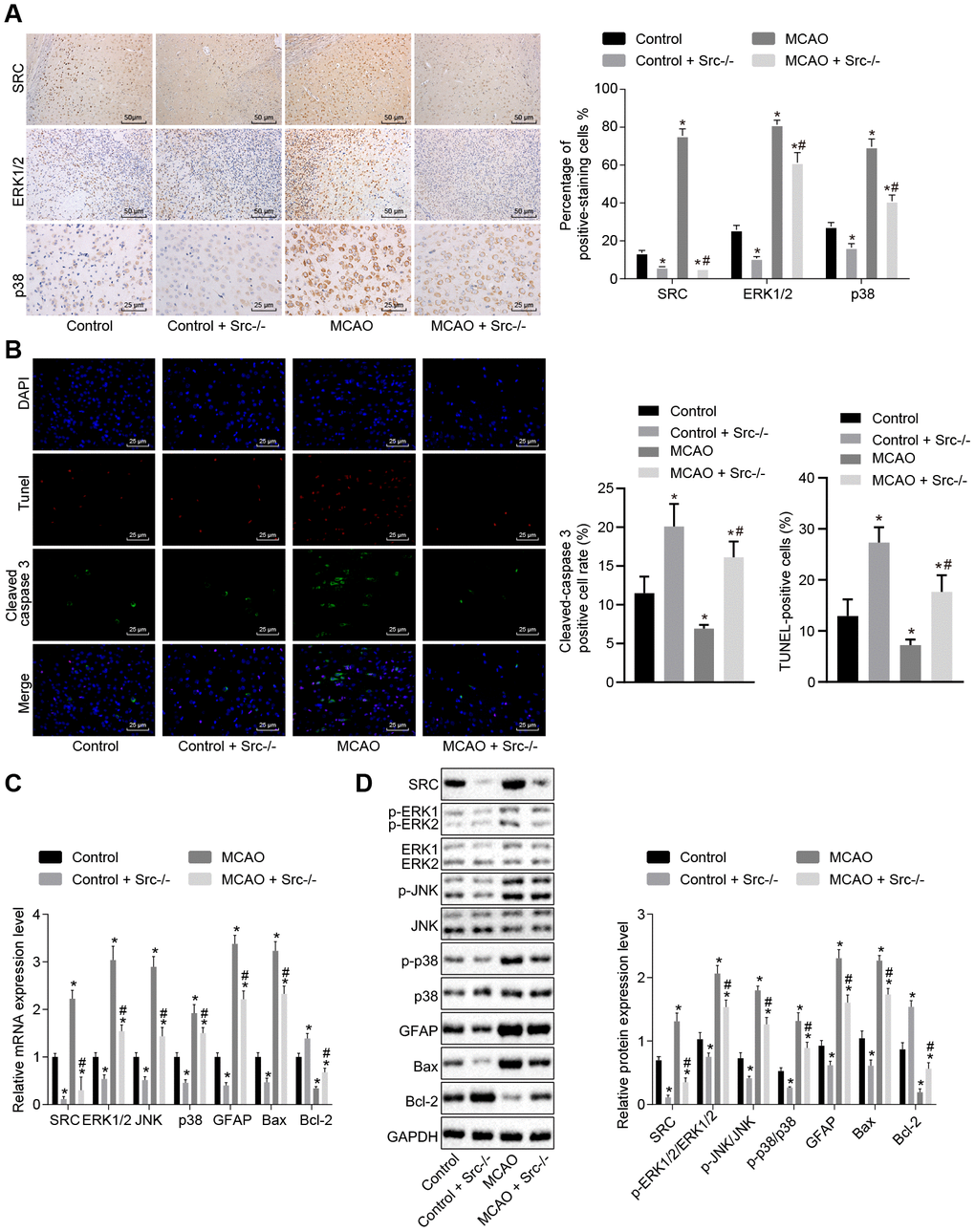 Src knockdown reduces cell apoptosis in brain tissues of MCAO mice by down-regulating the MAPK signaling pathway. (A) Immunohistochemistry of ERK1/2 (× 400), p38 (× 400) and Src (× 200) in the brain tissues of Src-/- mice; (B) diagram based on the immunofluorescence of cleaved caspase 3, TUNEL staining, and DAPI in brain tissues of Src-/- mice (× 400); (C) mRNA expression of Erk2, Jnk, p38, Gfap, Bax and Bcl-2 in brain tissues of Src-/- mice using RT-qPCR; (D) protein level of GFAP, Bax and Bcl-2 along with the extent of ERK1/2, JNK and p38 phosphorylation in brain tissues of Src-/- mice using Western blot analysis. Measurement data are expressed as mean ± standard deviation and compared using one-way ANOVA, followed by Tukey's post hoc test. * p vs. control group (sham-operated wild-type mice); # p vs. MCAO group (wild-type mouse models of MCAO). N = 15.