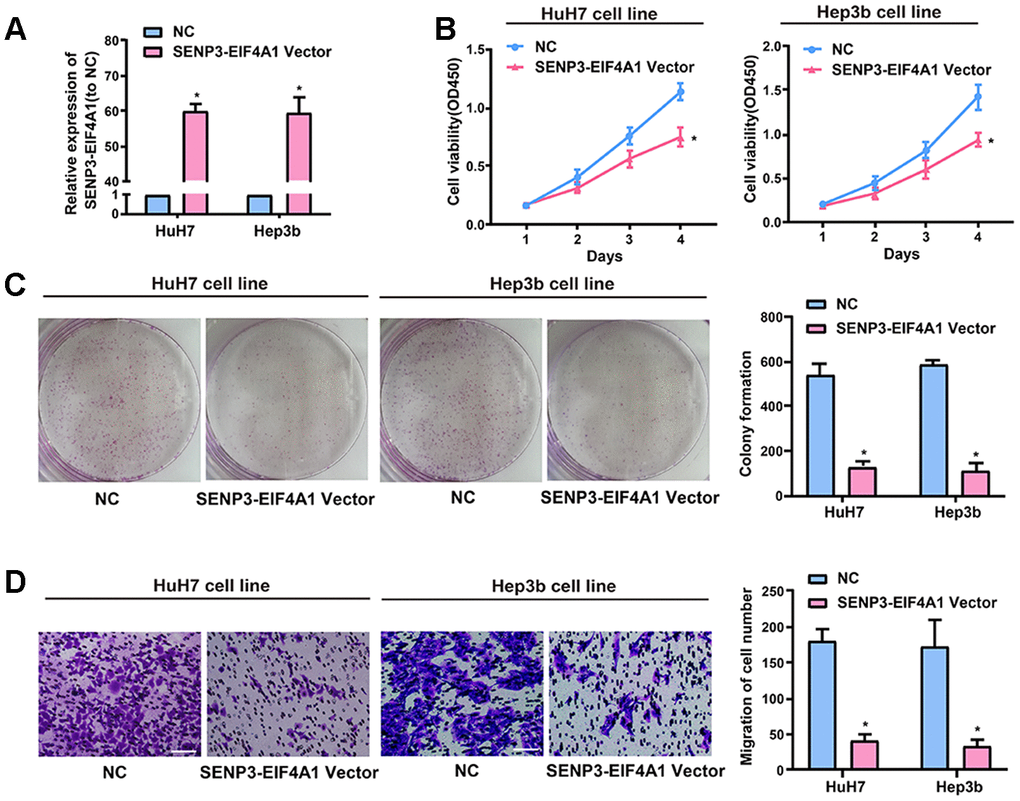 Effect of SENP3-EIF4A1 on HCC cellular phenotype. HuH7 and Hep3b cells are transfected with SENP3-EIF4A1 plasmids or NC vectors. (A) Detection of the mRNA level of SENP3-EIF4A1 via qRT-PCR. (B) Examination of cell viability via CCK8 assays. (C) Determination of cell colony formation ability via a colony-forming growth assay. The colonies are counted and captured. (D) Representative images of migration assays of HuH7 and Hep3b cells (bars =100 μm). The cells are counted. Results are shown as mean ± SD. *P