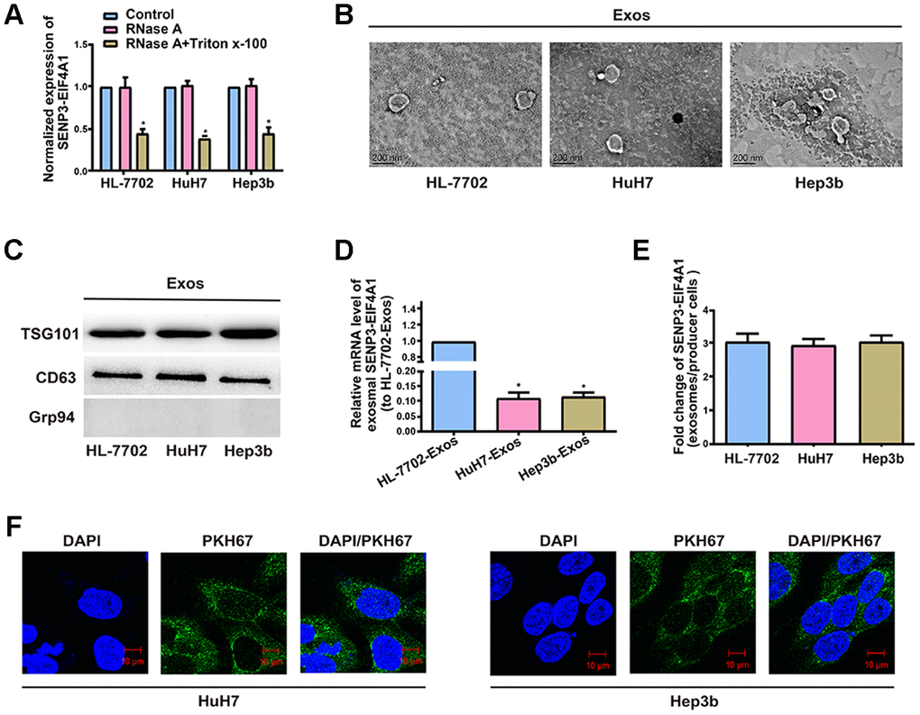 Exosomal SENP3-EIF4A1 mediates intercellular communication. Exos are separated from the medium of HL-7702, Hep3b and HuH7 cells. (A) Detection of the normalized expression of SENP3-EIF4A1 in the medium of HL-7702, Hep3b and HuH7 cells receiving treatment with RNase (2μg/ml) alone or combined treatment with RNase (2μg/ml) and Triton X-100 (0.1%) for 20min via qRT-PCR. (B) Micrographs of exos separated from HL-7702 (left), HuH7 (middle) and Hep3b cells (right, bars=200 nm). (C) Examination of TSG101, CD63 and Grp94 in exos of cell lines via Western blotting. (D) Detection of exosomal SENP3-EIF4A1 of HL-7702, Hep3b and HuH7 via qRT-PCR. (E) Assessment of the fold change of SENP3-EIF4A1 between exos of HL-7702, Hep3b and HuH7 and their producer cells via qRT-PCR. (F) Exos from HL-7702 cells are labeled with PKH67; green represents PKH67, and blue represents nuclear DNAs stained by DAPI. Hep3b and HuH7 cells undergo 3 h of incubation with exos from HL-7702 cells. Results are shown as mean ± SD. *P