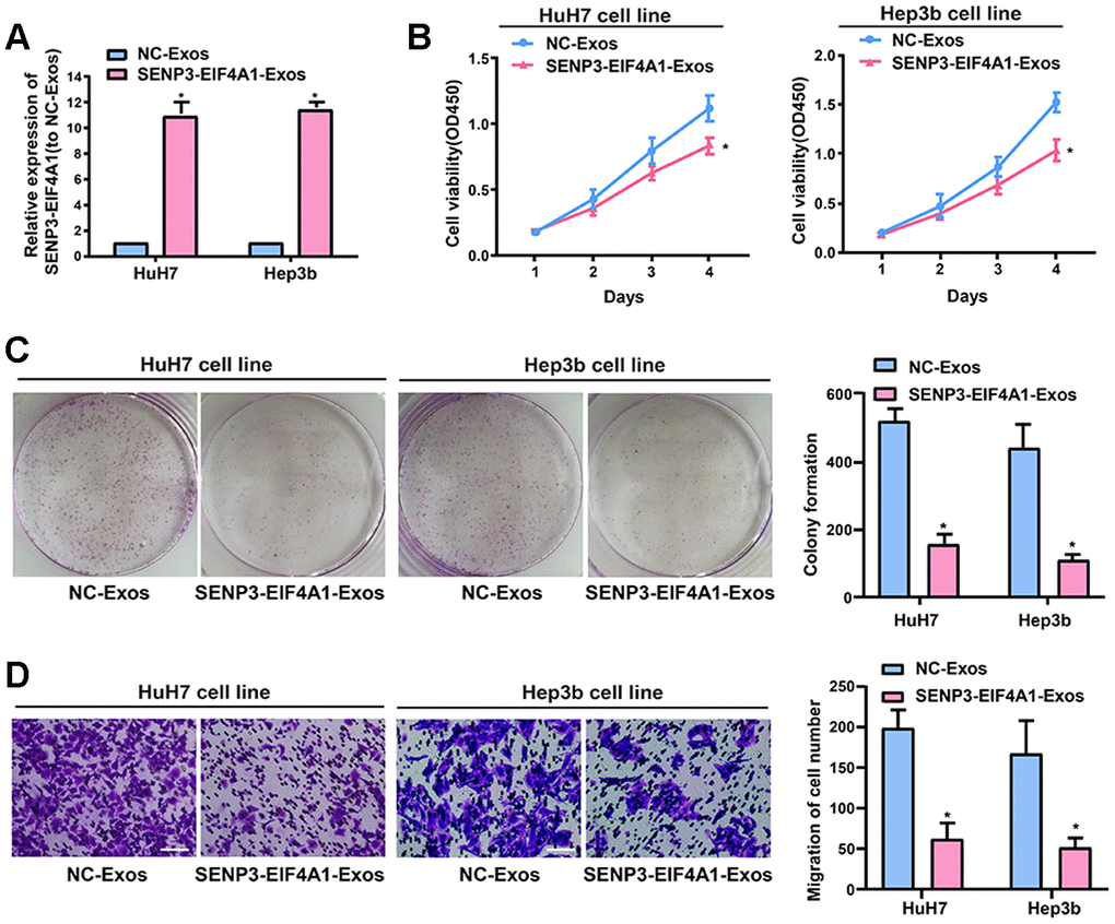 Effect of exosomal SENP3-EIF4A1 on HCC cellular phenotype. Exosomes separated from HL-7702 cells transfected with SENP3-EIF4A1 overexpression plasmids or NC vectors are named SENP3-EIF4A1-Exos or NC-Exos, respectively. After extraction, their exosomes are added to the HuH7 and Hep3b cells for 24h. (A) Detection of the mRNA level of SENP3-EIF4A1 via qRT-PCR. (B) Detection of cell viability by a CCK8 assay. (C) Examination of cell colony formation ability by a colony-forming growth assay. The colonies are counted and captured. (D) Representative images of migration assays of HuH7 and Hep3b cells (bars =100 μm). The cells are counted. Results are shown as mean ± SD. *P