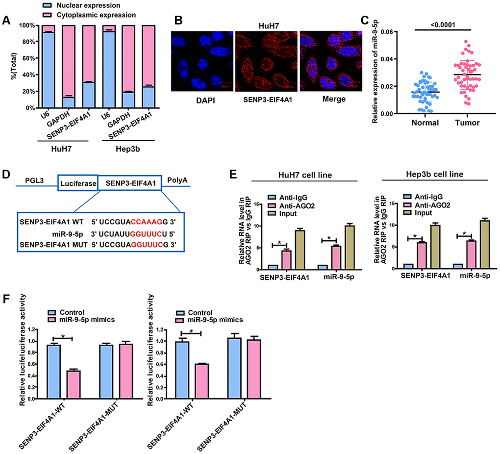 SENP3-EIF4A1 interacts with miR-9-5p in a direct manner. (A) Cytoplasmic and nuclear levels of SENP3-EIF4A1 in HuH7 and Hep3b cells analyzed by qRT-PCR. (B) The RNA-FISH results verified that SENP3-EIF4A1 was distributed mostly in the cytoplasm in HuH7 cells. (C) MiR-9-5p expression in HCC tissues and adjacent normal tissues detected by qRT-PCR. (D) Bioinformatics evidence of binding of miR-9-5p onto 3'-UTR of SENP3-EIF4A1. (E) RIP experiments for the amount of SENP3-EIF4A1 and miR-9-5p in HuH7 and Hep3b cells. (F) Dual-luciferase reporter gene assay in HuH7 and Hep3b cells after transfection with negative control or miR-9-5p mimics, Renilla luciferase vector pRL-SV40 and the reporter constructs. Data are presented as mean ± SD. *P