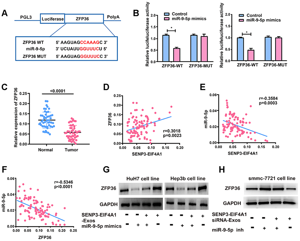 ZFP36 is the direct target of miR-9-5p. (A) The putative miRNA binding sites in the ZFP36 sequence. (B) Direct target sites verified by the dual-luciferase reporter gene assay. (C) ZFP36 expression in HCC tissues and adjacent normal tissues detected via qRT-PCR. (D) Bivariate correlation analysis of the relationship between SENP3-EIF4A1 and ZFP36 expression level. (E) There was a significantly negative correlation between the expression level of SENP3-EIF4A1 and the expression level of miR-9-5p in the same paired HCC samples. (F) There was a significantly negative correlation between the expression level of ZFP36 and the expression level of miR-9-5p in the same paired HCC samples. (G) ZFP36 in HuH7 and Hep3b cells with SENP3-EIF4A1-Exos and/or miR-9-5p mimics examined via Western blotting. (H) ZFP36 in SMMC-7721 cells with SENP3-EIF4A1 siRNA-Exos and/or miR-9-5p inhibitor examined via Western blotting. Data are shown as mean ± SD. *P