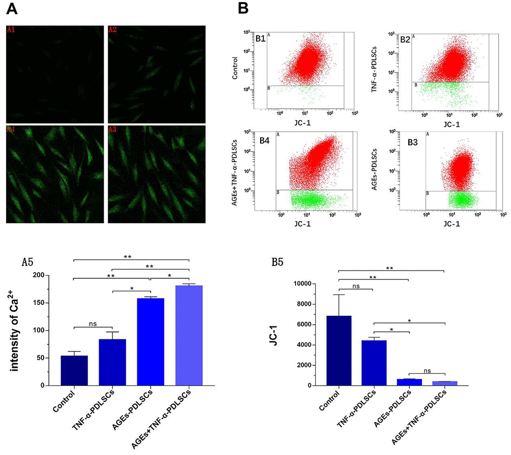 After 72 hours of PDLSCs culture in four different media, the Ca2+ levels of each group were detected by confocal microscopy (A), and the mitochondrial membrane potential (JC-1) changes of each group were analyzed by flow cytometry (B). Data are presented as the mean ±standard deviation (SD) (n=3). (ns P>0.05, * P